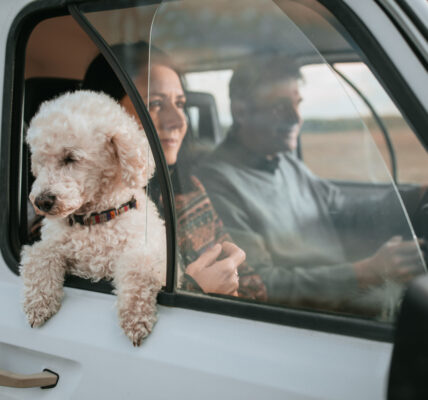 Podróż ze zwierzęciem w wynajętym samochodzie