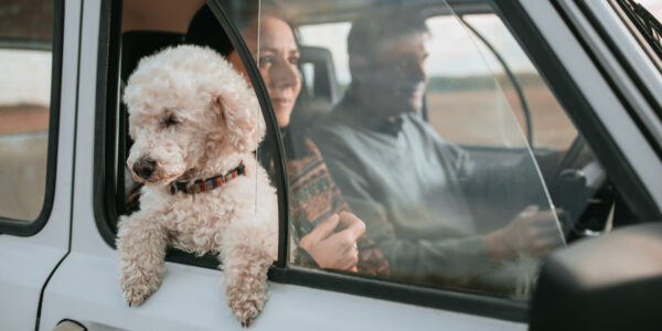 Podróż ze zwierzęciem w wynajętym samochodzie